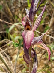 Serapias lingua