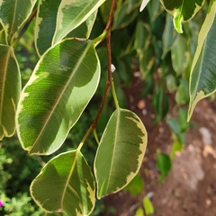 Ceroplastes rusci
