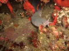 Eptatretus hexatrema