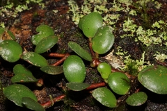 Medinilla sedifolia image