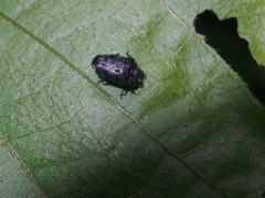 Trachys auricollis
