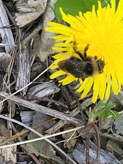 Bombus bohemicus