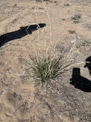 Poaceae