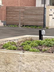 Passer domesticus