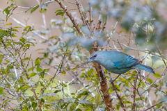 Thraupis cyanoptera