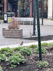 Passer domesticus