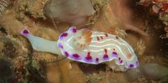 Hypselodoris capensis