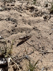 Trimerotropis pallidipennis