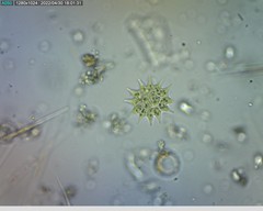 Hydrodictyaceae