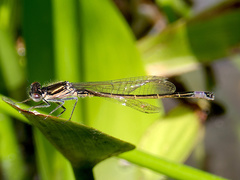Ischnura graellsii