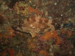 Acanthistius sebastoides