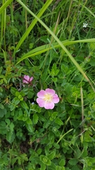 Rosa serafinii