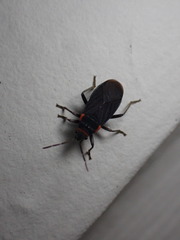 Melacoryphus rubicollis