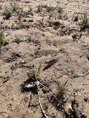 Trimerotropis pallidipennis