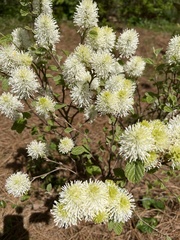 Fothergilla gardenii