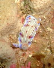 Hypselodoris capensis