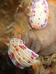 Hypselodoris capensis