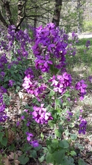 Lunaria