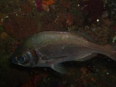Boopsoidea inornata