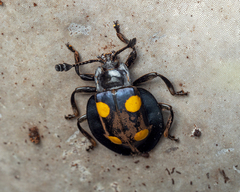 Eumorphus marginatus