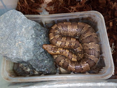 Candoia aspera