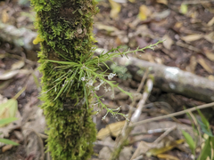 Phymatidium delicatulum