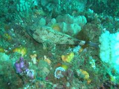 Acanthistius sebastoides