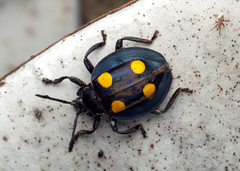 Eumorphus marginatus