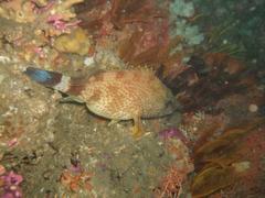 Acanthistius sebastoides