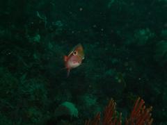 Chrysoblephus laticeps