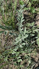 Psephellus marschallianus