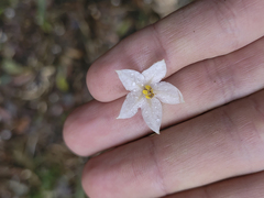 Solanum cinnamomeum