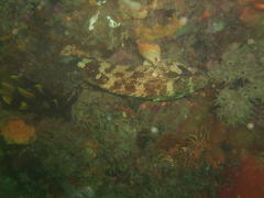 Acanthistius sebastoides