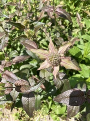 Monarda bradburiana