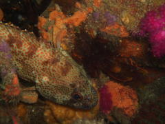 Acanthistius sebastoides