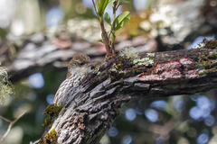 Lepidocolaptes squamatus