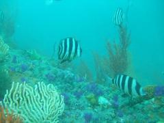 Diplodus hottentotus