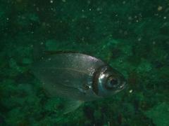 Boopsoidea inornata