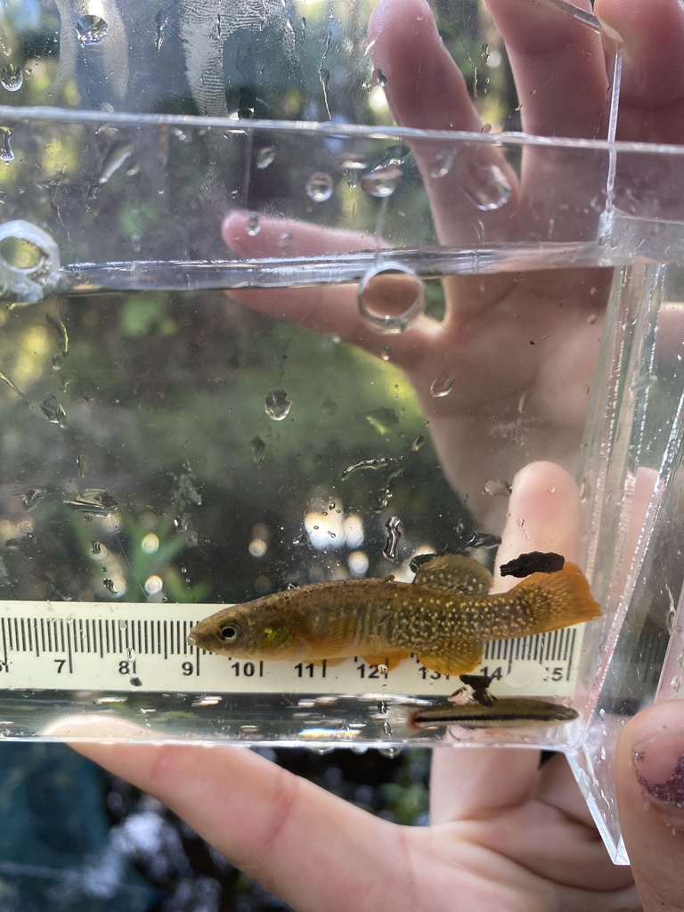Killifish (Fundulus confluentus) — Fundulidae