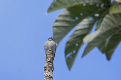 Contopus cinereus