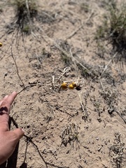Solanum elaeagnifolium