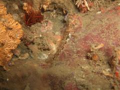 Caffrogobius nudiceps