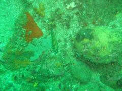 Pomadasys striatus