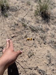 Solanum elaeagnifolium