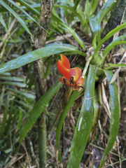 Vriesea heterostachys