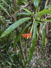 Vriesea heterostachys