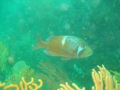 Chrysoblephus laticeps