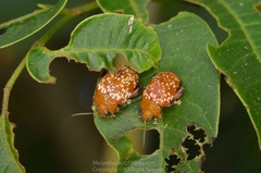 Asiophrida scaphoides