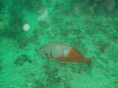 Chrysoblephus laticeps