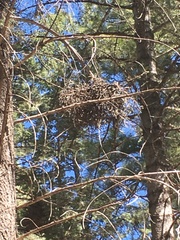 Arceuthobium douglasii